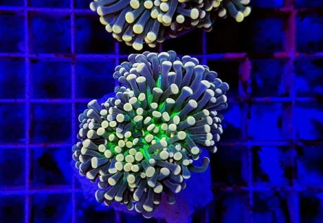 Euphyllia Cristata (Joker) Ml