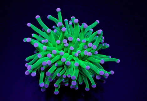 Euphyllia Cristata (Super Ultra) (P/H) Xs
