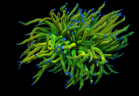 Euphyllia Glabrescens (Holy Grail) Ml