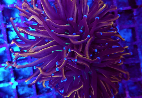 Euphyllia Glabrescens Hellfire (4 Heads) Fragable L
