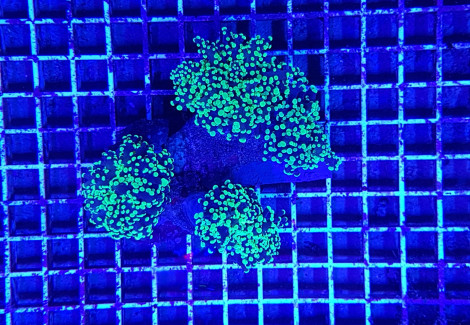Euphyllia Paradivisa (Green) (Premium) (P/H) Xs