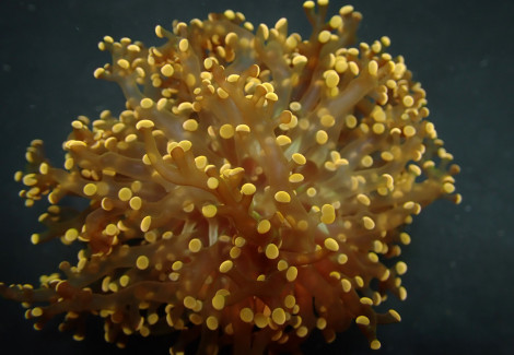 Euphyllia Paradivisa (Orange-Yellow) (P/H) Xs