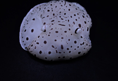 Euselenops Luniceps M