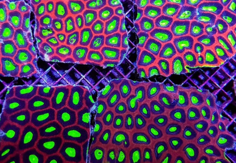 Favites Complanata (Dragon Soul) L