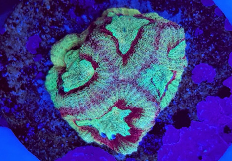 Favites Spp. Premium (Frag) M