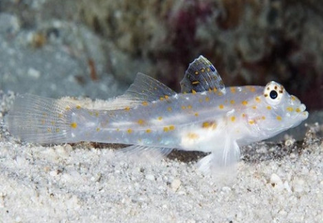 Fusigobius Pallidus M