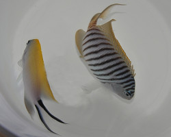 Genicanthus Melanospilos (Maschio)