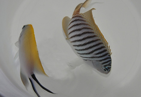 Genicanthus Melanospilos (Maschio)