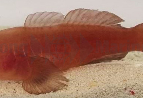 Gobiodon Quinquestrigatus M