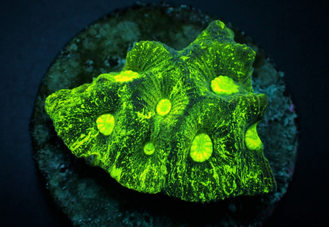 Goniastrea Spp. Ultra (Frag) M