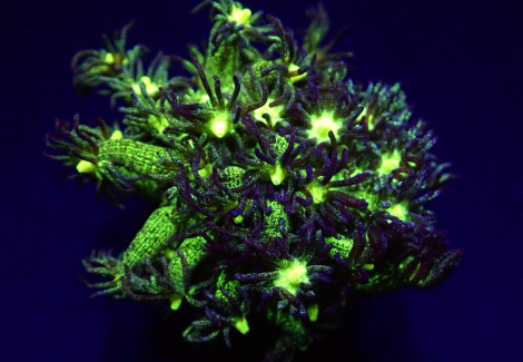 Goniopora Spp. (Glitter Blue-Green) (Frag) M