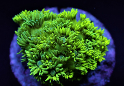 Goniopora Spp. Yellow (Frag) M