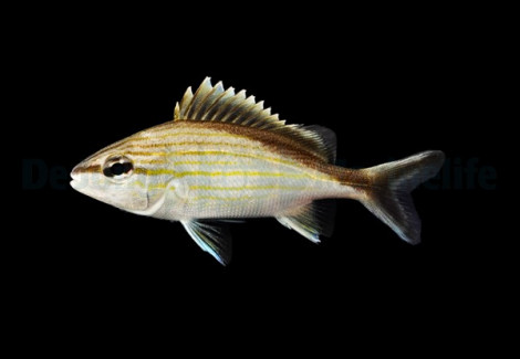 Haemulon Melanurum - Allevato Europa S