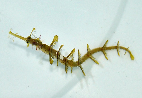 Halicampus Macrorhynchus M