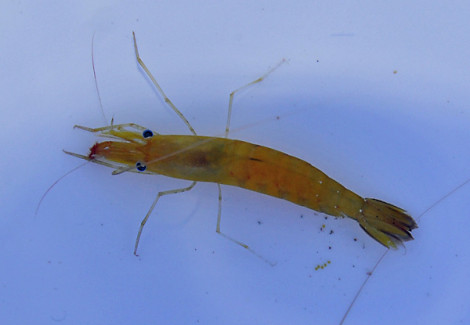 Hayashidonus Japonicus M