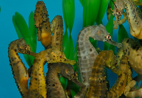 Hippocampus Abdominalis (Pair) - Allevato Europa (Temperate Water)