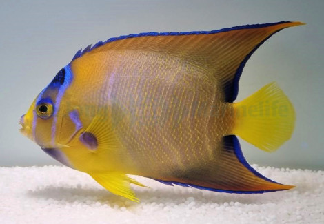 Holacanthus Ciliaris Xs