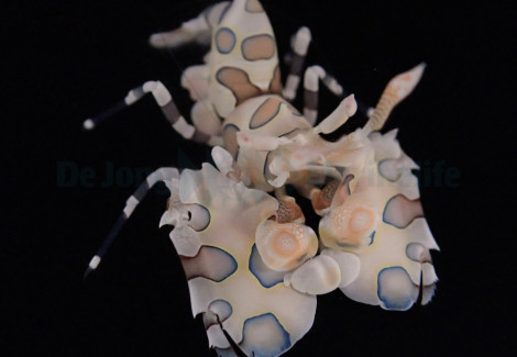 Hymenocera Picta - Allevato Europa M