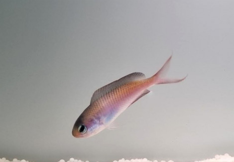 Lepidozygus Tapeinosoma M