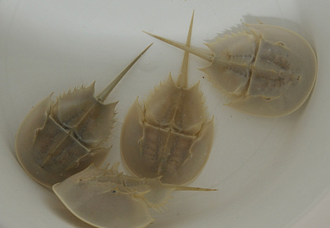 Limulus Polyphemus S