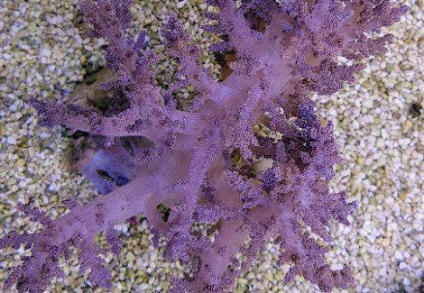 Lithophyton Spp. L