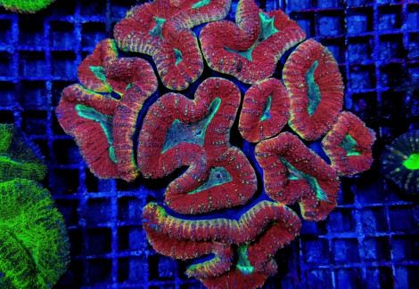 Lobophyllia Spp. (Splitcolor) (Premium) L