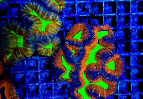 Lobophyllia Spp. (Splitcolor) (Premium) S
