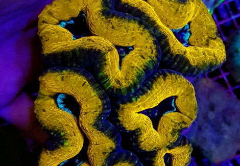 Lobophyllia Spp. (Splitcolor) (Premium) Xxl