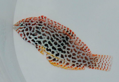 Macropharyngodon Meleagris (Female) M