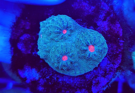 Mycedium Spp. Orange-Red Or Eye (Frag) M