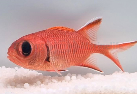 Myripristis Berndti M