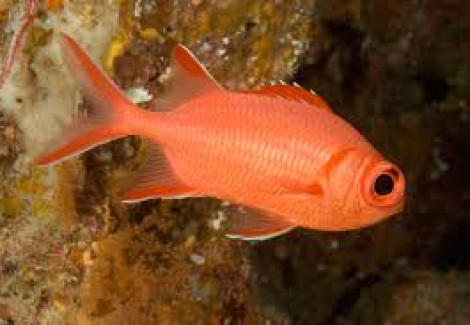 Myripristis Vittata M