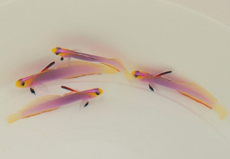 Nemateleotris Helfrichi M