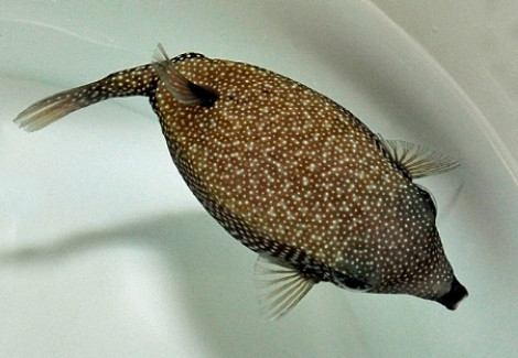Ostracion Meleagris (Femmina) S