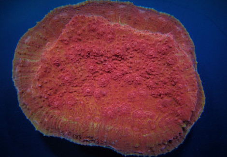 Oxypora Spp. (Premium) S