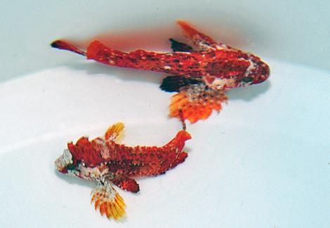 Paracentropogon Zonatus M