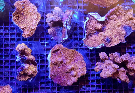 Pavona Maldivensis (Orange) Xs