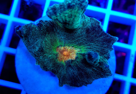 Pectinia Spp. Orange Center (Frag) M