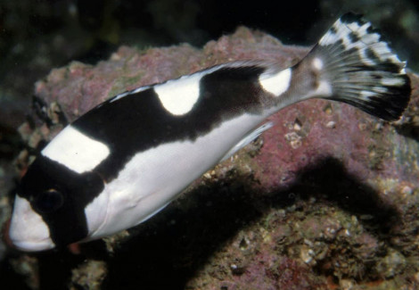 Plectorhinchus Picus M