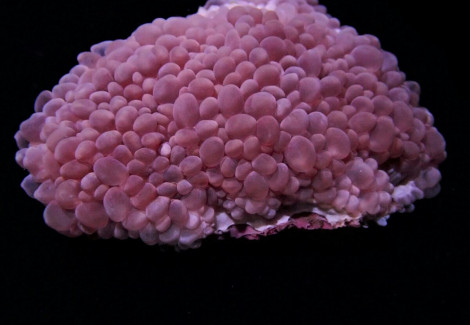 Plerogyra Simplex Ml