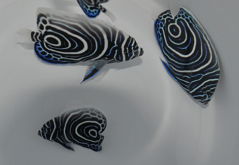 Pomacanthus Imperator (Juv) Ml