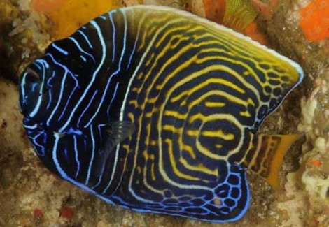 Pomacanthus Imperator (Juv/Adult) S
