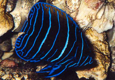 Pomacanthus Navarchus (J) M