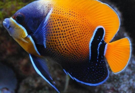 Pomacanthus Navarchus Allevato Europa M