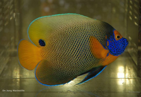 Pomacanthus Xanthometopon (Adult) Xl