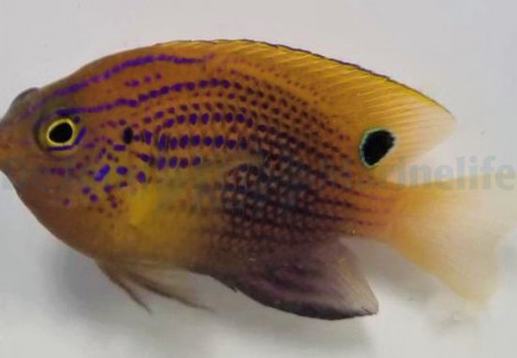 Pomacentrus Vaiuli M