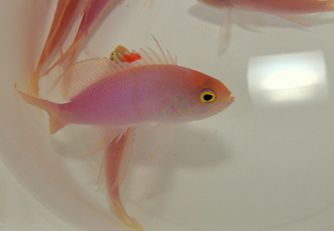 Pseudanthias Engelhardi (Maschio) Ml