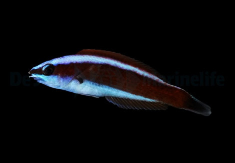 Pseudodax Moluccanus (Juvenile) M