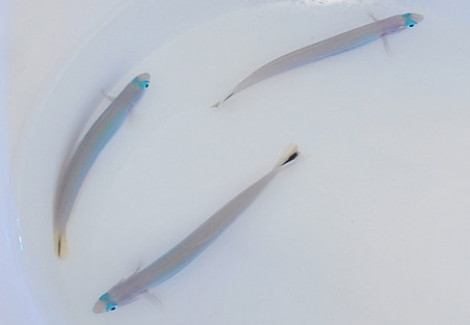 Ptereleotris Heteroptera M
