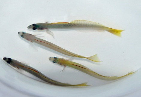 Ptereleotris Microlepis M